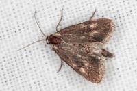 Brachodes funebris