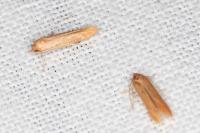 Haplochrois ochraceella