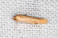 Haplochrois ochraceella