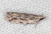 Anarsia innoxiella