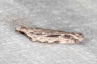 Anarsia innoxiella
