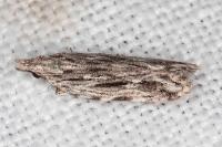 Anarsia innoxiella