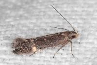 Aproaerema anthyllidella