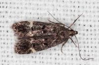 Dichomeris alacella