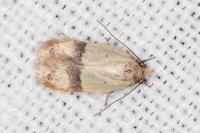 Odites kollarella