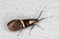Dasycera oliviella