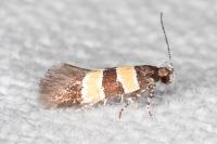 Goidanichiana jourdheuillella
