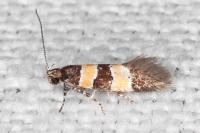 Goidanichiana jourdheuillella