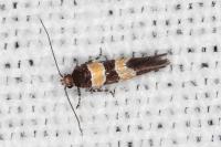 Goidanichiana jourdheuillella