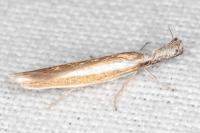 Pleurota aristella