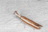 Pleurota aristella