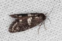 Penestoglossa gallica