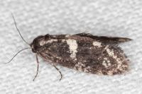 Penestoglossa gallica
