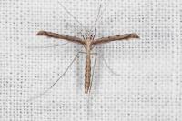 Agdistis satanas