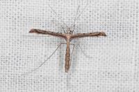 Agdistis satanas