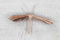 Emmelina monodactyla