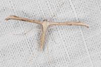 Emmelina monodactyla