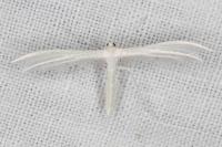 Pterophorus pentadactylus