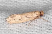 Anomalotinea liguriella