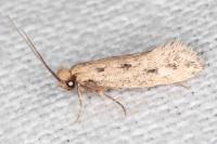 Anomalotinea liguriella