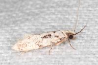 Nemapogon agenjoi