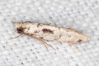 Nemapogon agenjoi