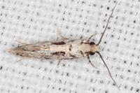 Nemapogon agenjoi