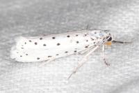 Yponomeuta