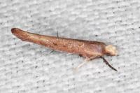 Zelleria hepariella