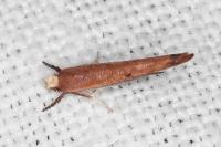Zelleria hepariella
