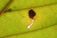 Bucculatrix frangutella