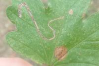 Stigmella aceris