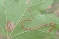 Stigmella aceris
