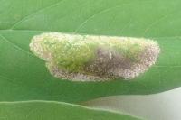 Macrosaccus robiniella