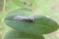 Macrosaccus robiniella