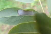 Macrosaccus robiniella