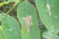 Parectopa robiniella