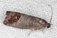 Cydia pomonella