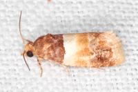 Epinotia festivana