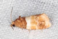 Epinotia festivana