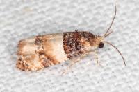 Lobesia bicinctana