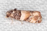 Lobesia bicinctana