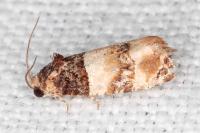 Lobesia bicinctana