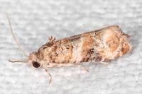 Lobesia botrana
