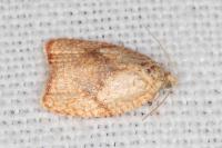 Acleris forsskaleana