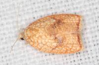 Acleris forsskaleana