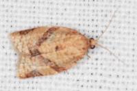 Clepsis consimilana