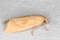 Cochylimorpha meridiana
