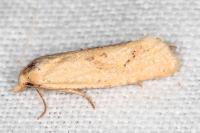Cochylimorpha meridiana
