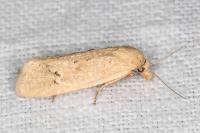 Cochylimorpha meridiana